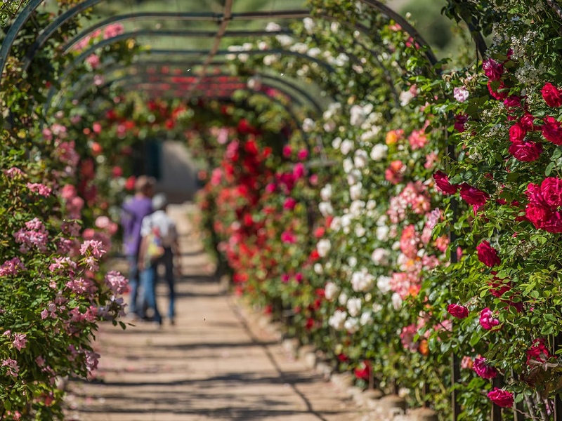 Les Floralies in Antibes